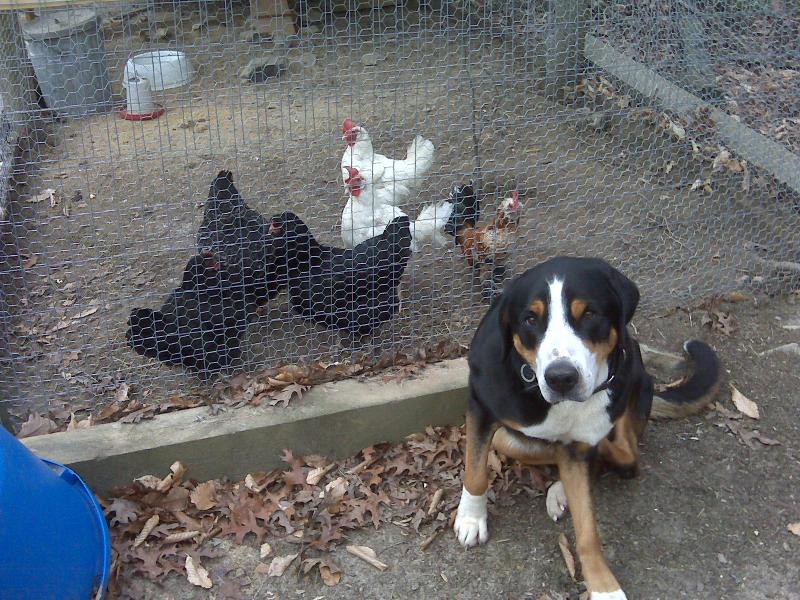 Maggie & Her Chickens