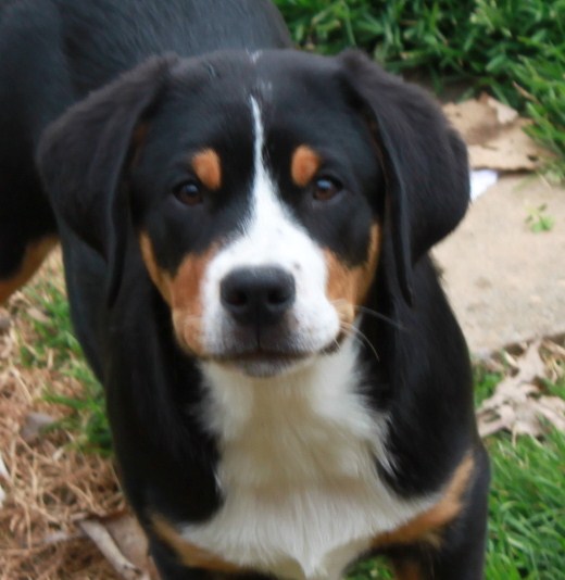 Dewey the handsome, adorable puppy boy.