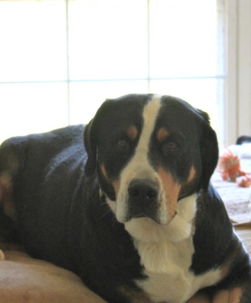 Tudie on guest bed
