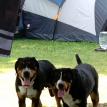 brownie and marco camp 08 2013