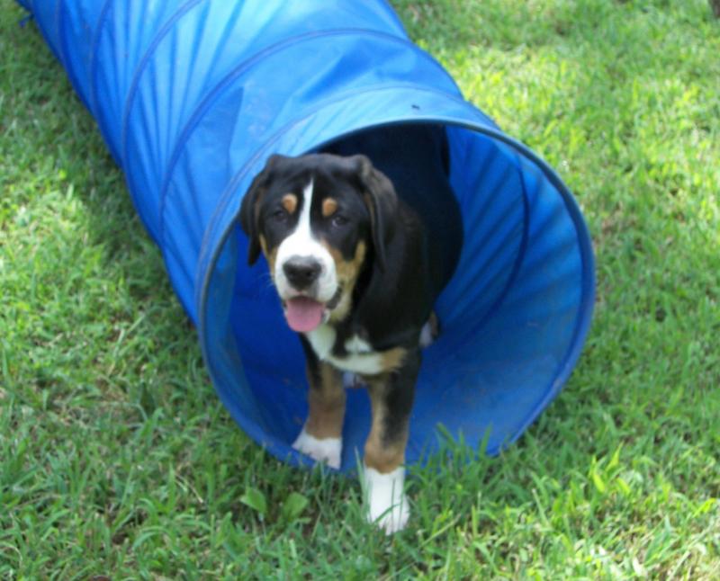 clem barc pup tunnel