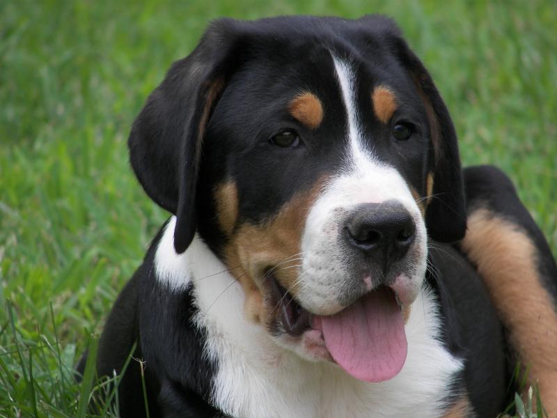 Caroline the bestest puppy and future Queen of All