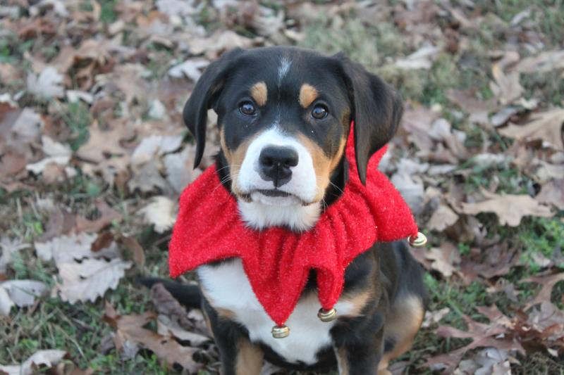 Junior christmas pup 11