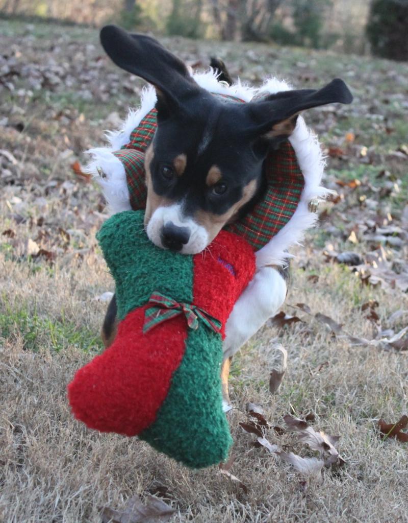 Reindeer and Swissies can fly