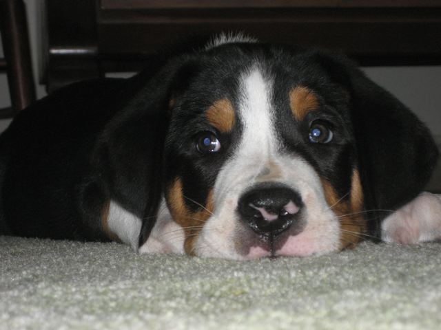  sleepy puppy charlie