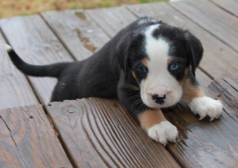 Mr Smiles learning stairs